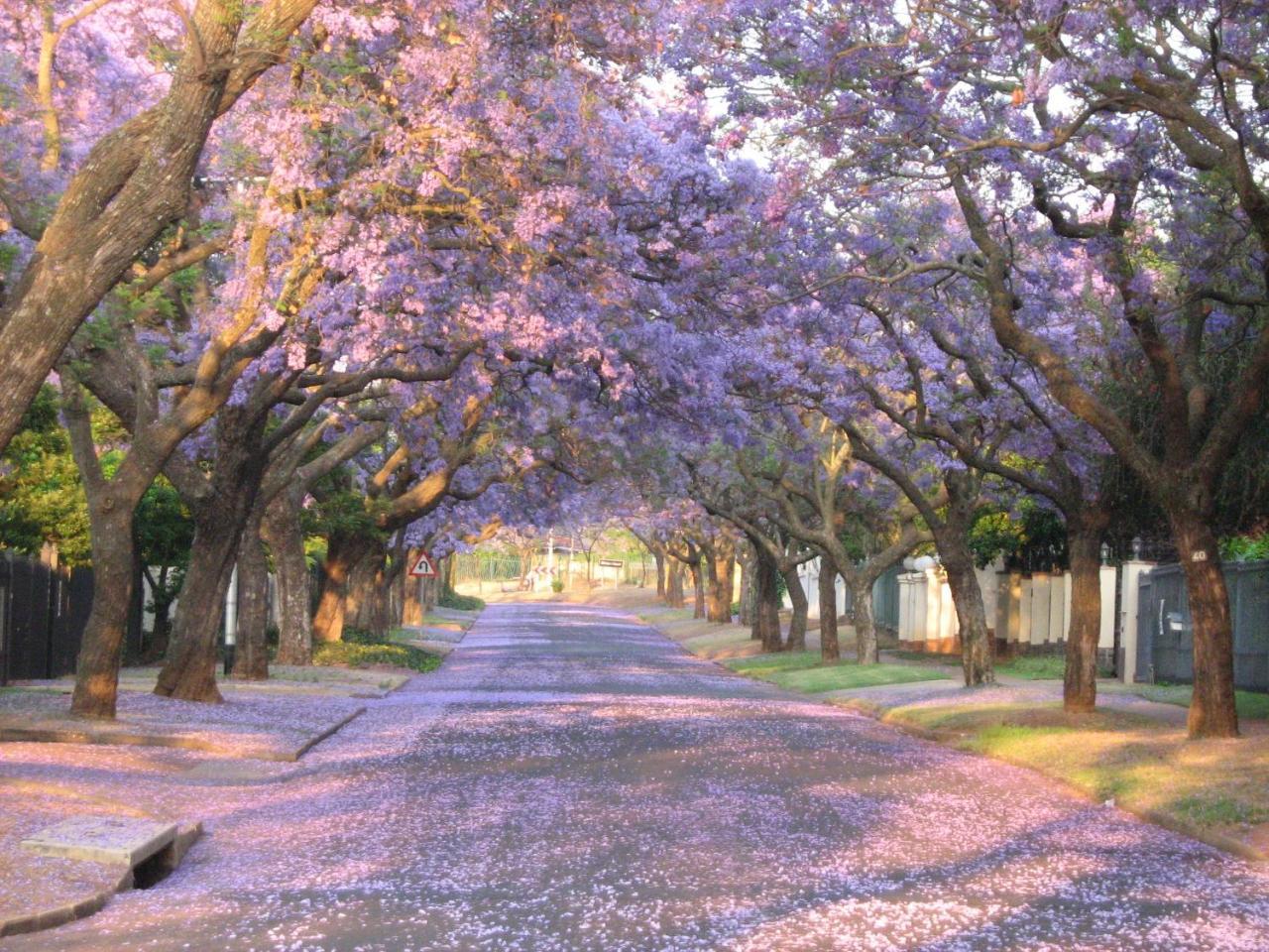 3@Marion Guest House Pretoria Exterior photo